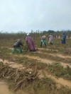 LĐLĐ huyện Cam Lộ: Huy động đoàn viên giúp dân thu hoạch sắn