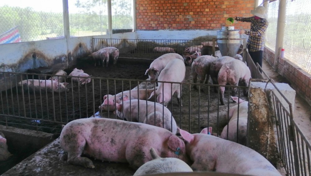 Mô hình chăn nuôi lợn an toàn sinh học theo hướng hữu cơ trên đệm lót sinh học của gia đình chị Hạnh rất khả quan - Ảnh: K.S
